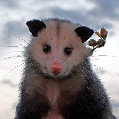A picture of a possum